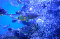 Seabed exploration
